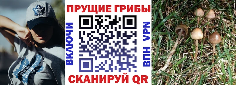 Галлюциногенные грибы мухоморы Минусинск
